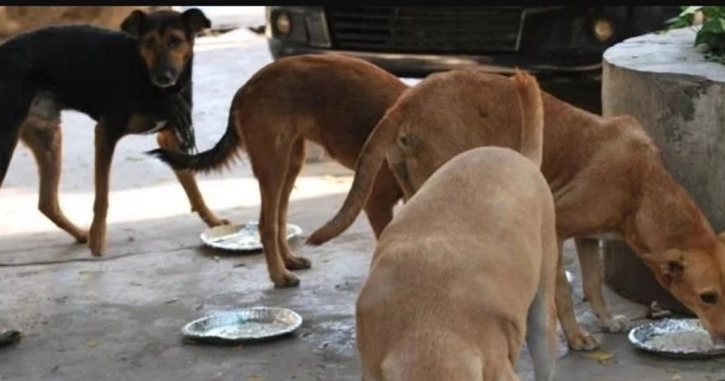 Teashop owner wins hearts by feeding stray animals with his earnings - News Karnataka