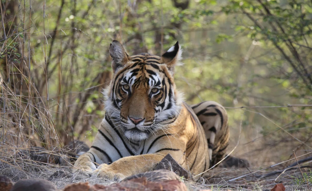 Kerala taps Karnataka for wildlife help in India’s first designer zoo - News Karnataka