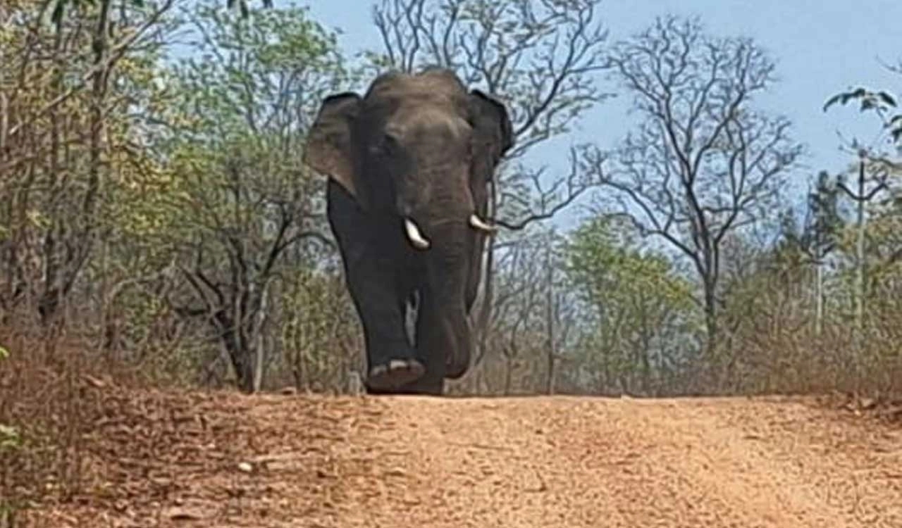 Killer elephant ME3 strikes again, tramples third farmer in Chandrapur - News Karnataka