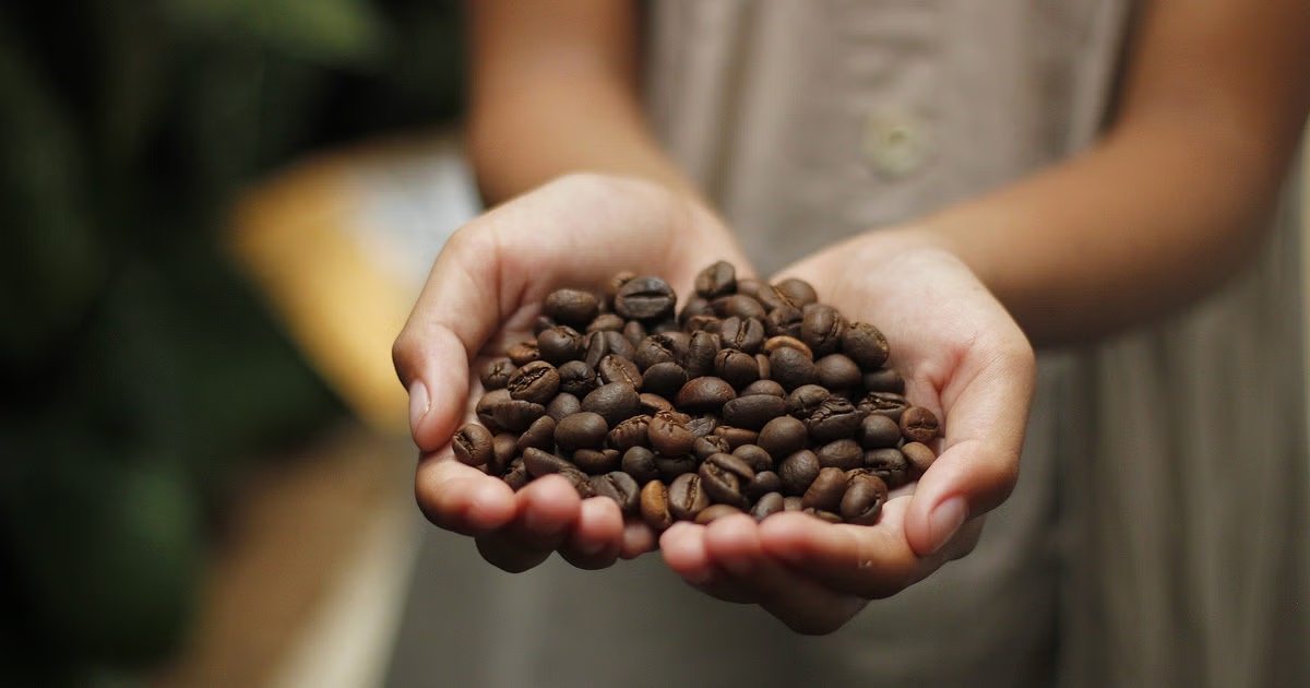 Kodagu coffee growers caught in price crash dilemma as rates tumble - News Karnataka