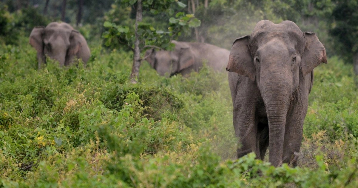 Kodagu plans relocation of 185 elephants amid rising human-wildlife conflict - News Karnataka