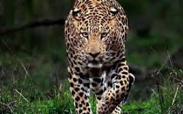 Leopard Sighting in Nanjangud Sparks Fear Among Villagers - News Karnataka