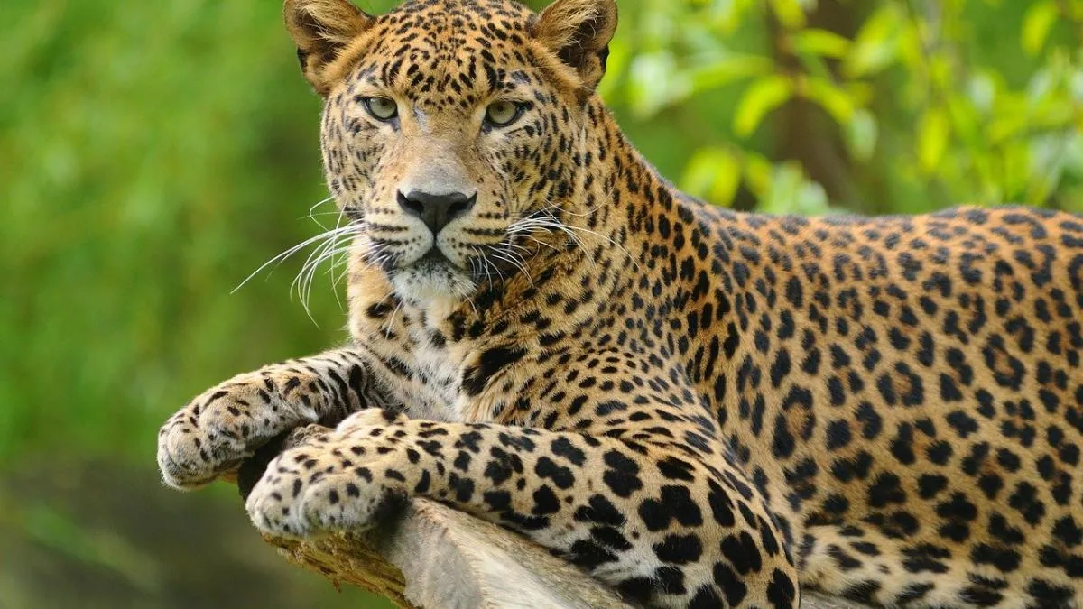 Leopard sighting sparks monitoring efforts near Coimbatore village - News Karnataka