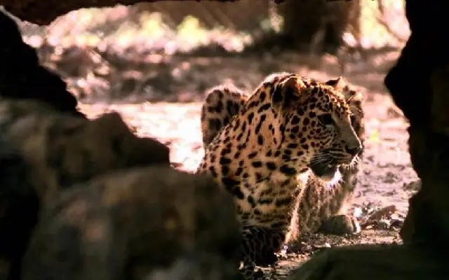 Another Leopard Trapped in Dasanur, Villagers Finally Breathe Easy - News Karnataka