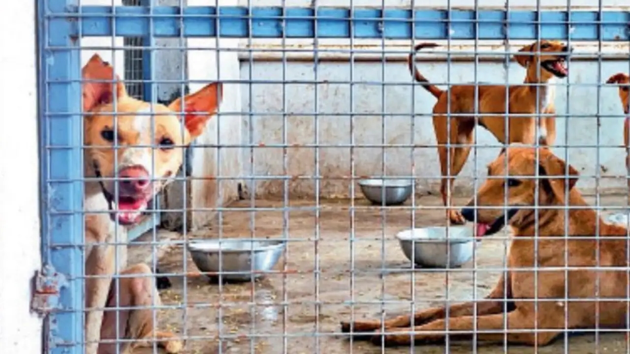Madurai to open third dog sterilisation centre as stray numbers surge - News Karnataka