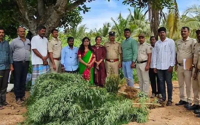 Marijuana Cultivation Busted in Mandya Farmland - News Karnataka