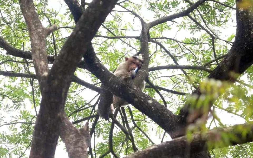 Monkey mimics human, hijacks phone for an hour in Shivamogga drama - News Karnataka