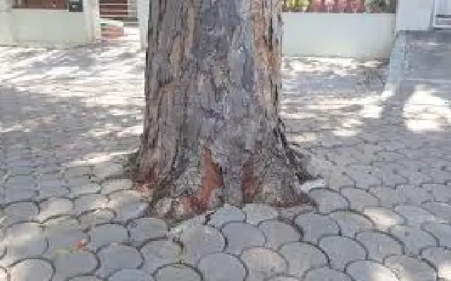 Mysuru Clears Concrete From Tree Bases After Environmental Alert - News Karnataka