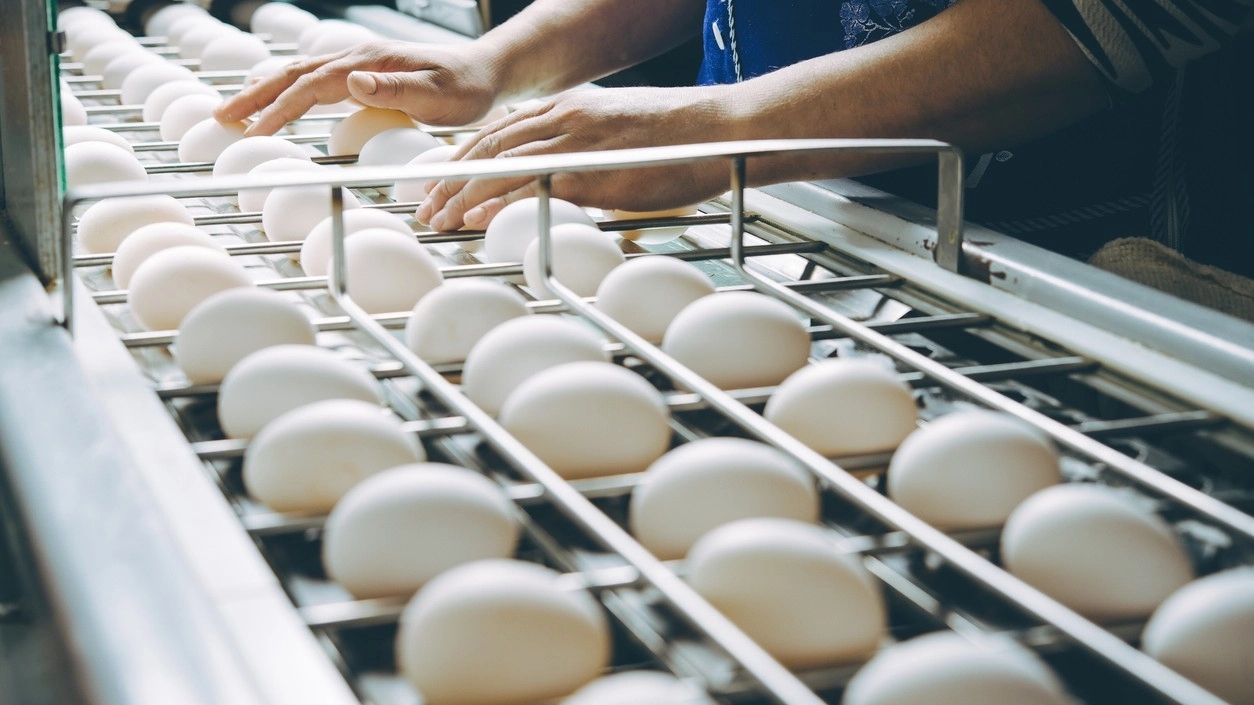 Namakkal ships one crore eggs to US in historic first export - News Karnataka