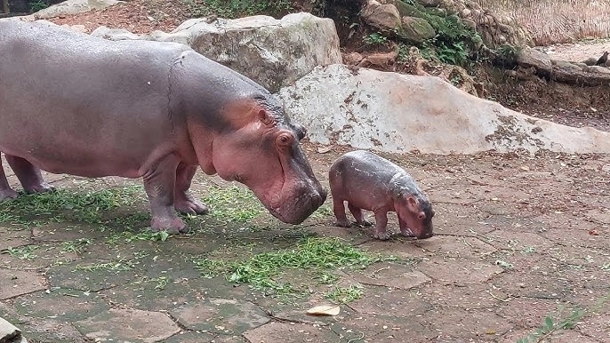 New hope at Thiruvananthapuram zoo as hippo calf is born - News Karnataka