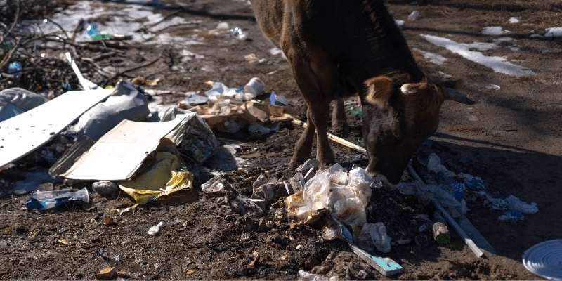 Nilgiris’ bold plastic-free mission battles setbacks, but hope remains strong - News Karnataka