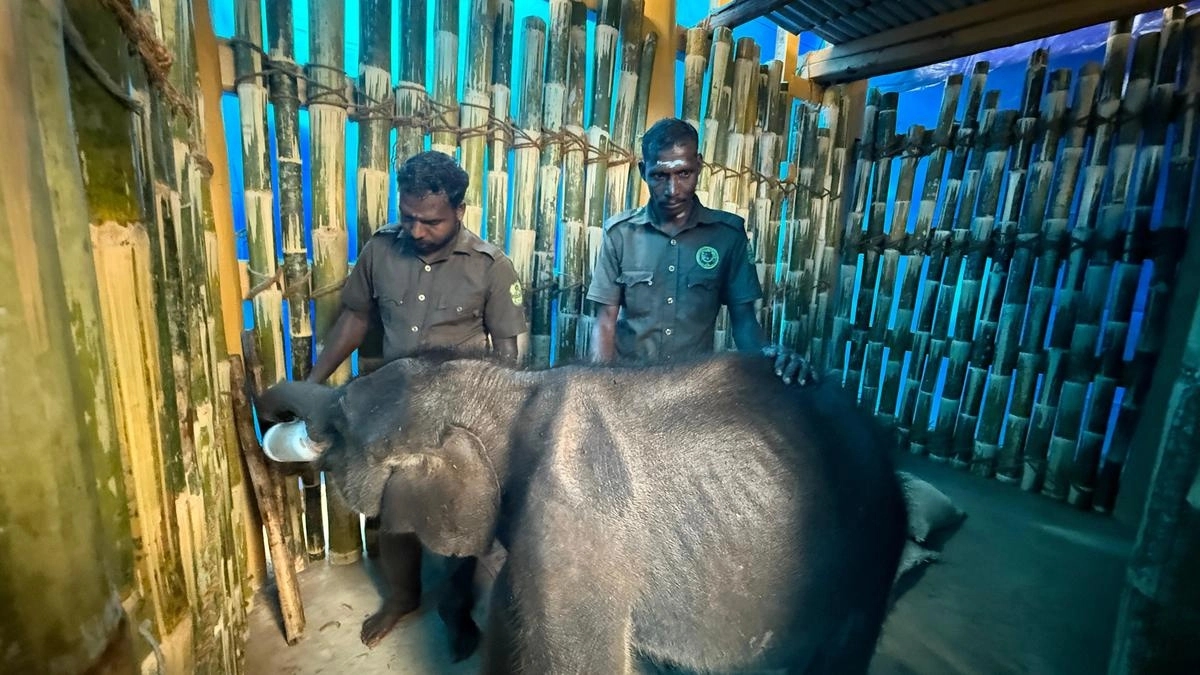 Orphaned elephant calf moved to Anamalai camp after failed reunion attempts - News Karnataka