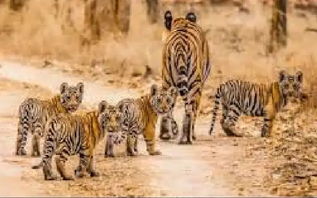 Poisoned Revenge: Protest Strike Enables Killing of Tigress and Cubs - News Karnataka