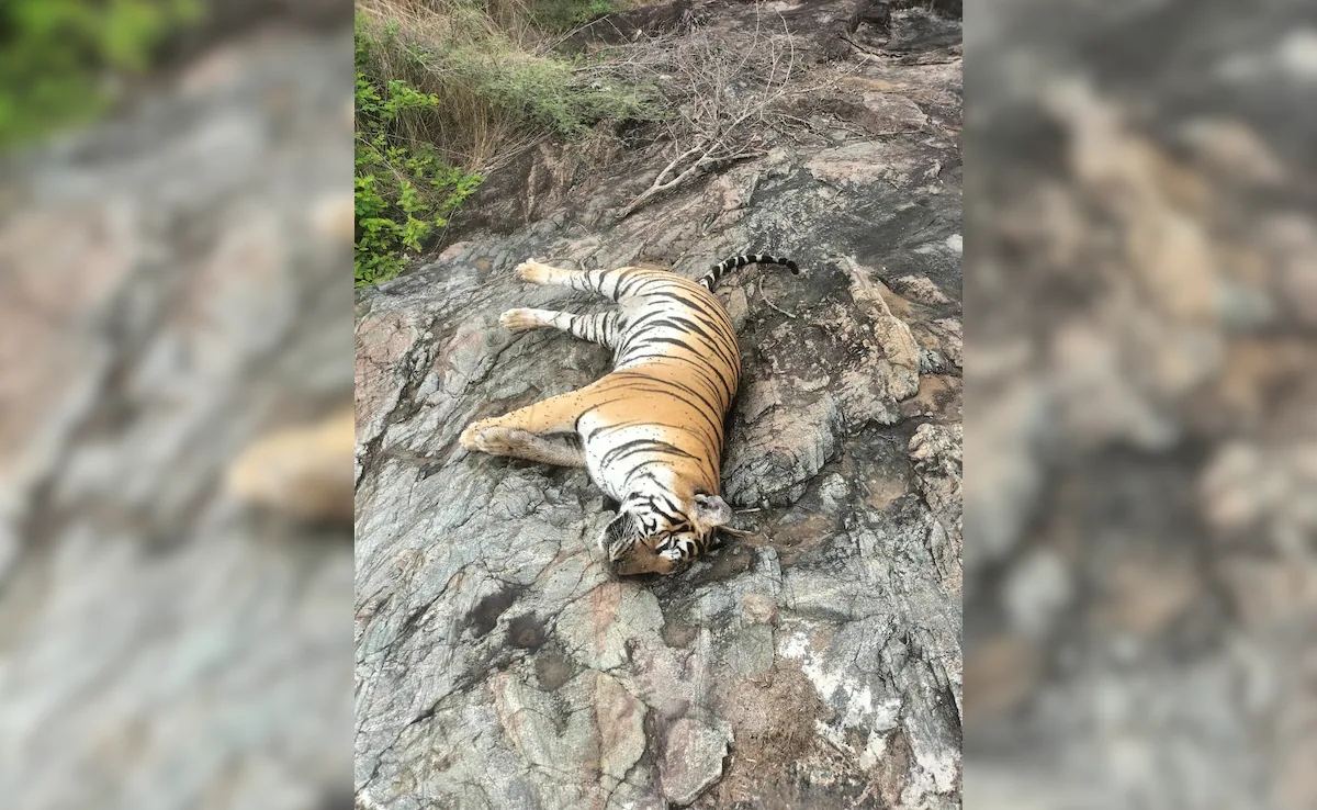 Poisoned cow kills tigress and four cubs, sparks outrage - News Karnataka