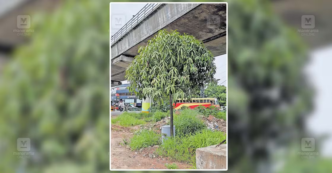 Students beam with pride as saved mango tree thrives after summer transplant - News Karnataka