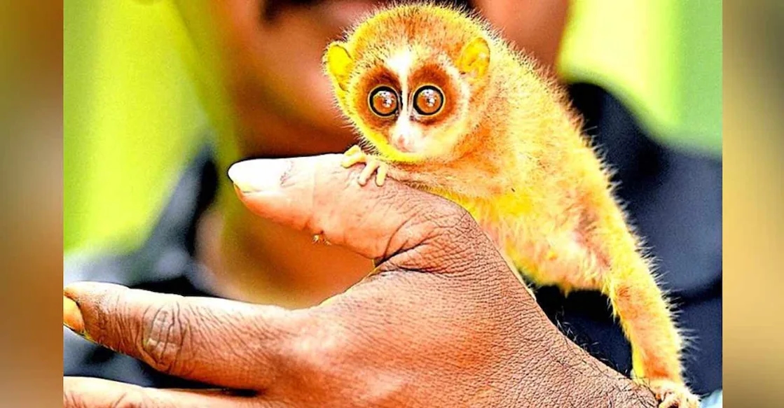 Rare baby gray slender loris rescued in Kannur, to be released after recovery - News Karnataka