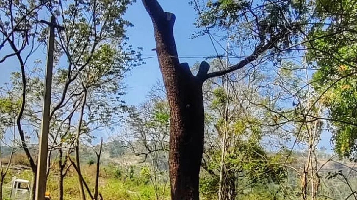 Sandalwood smuggler arrested after felling trees near judges' quarters - News Karnataka