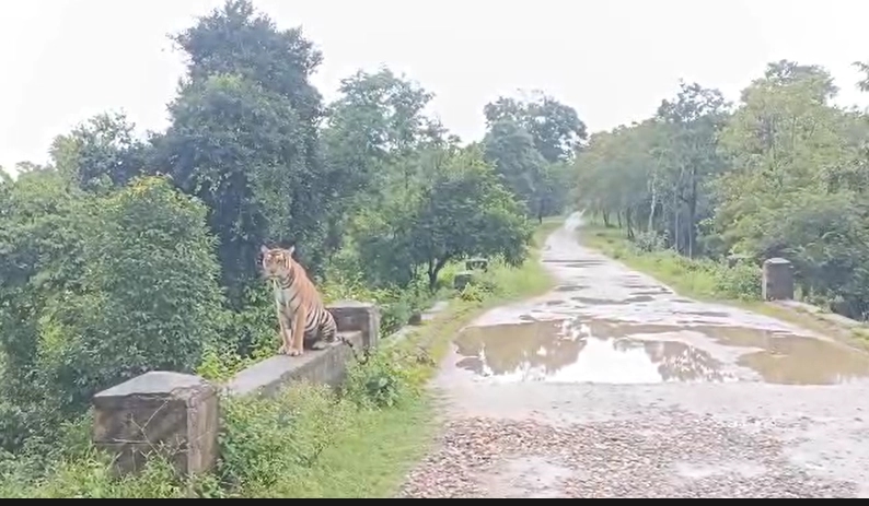 Royal Pause in the Wild: Tiger Strikes a Majestic Pose at Nagarahole - News Karnataka