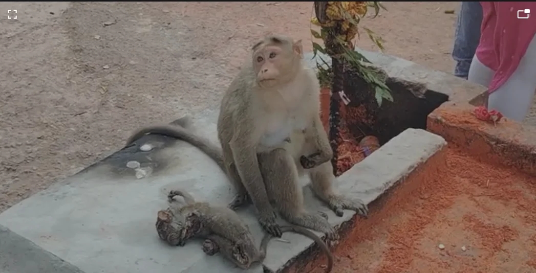 Mother Monkey Mourns for Days, Youth Steps In to Give Baby a Dignified Farewell - News Karnataka
