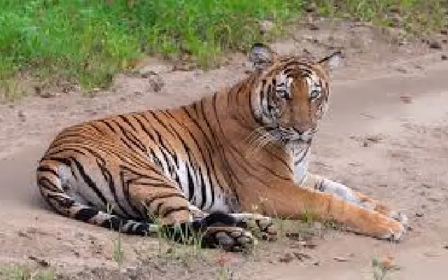 Serene Sighting: Tiger Chills in Kabini Lake, Tourists Delighted - News Karnataka