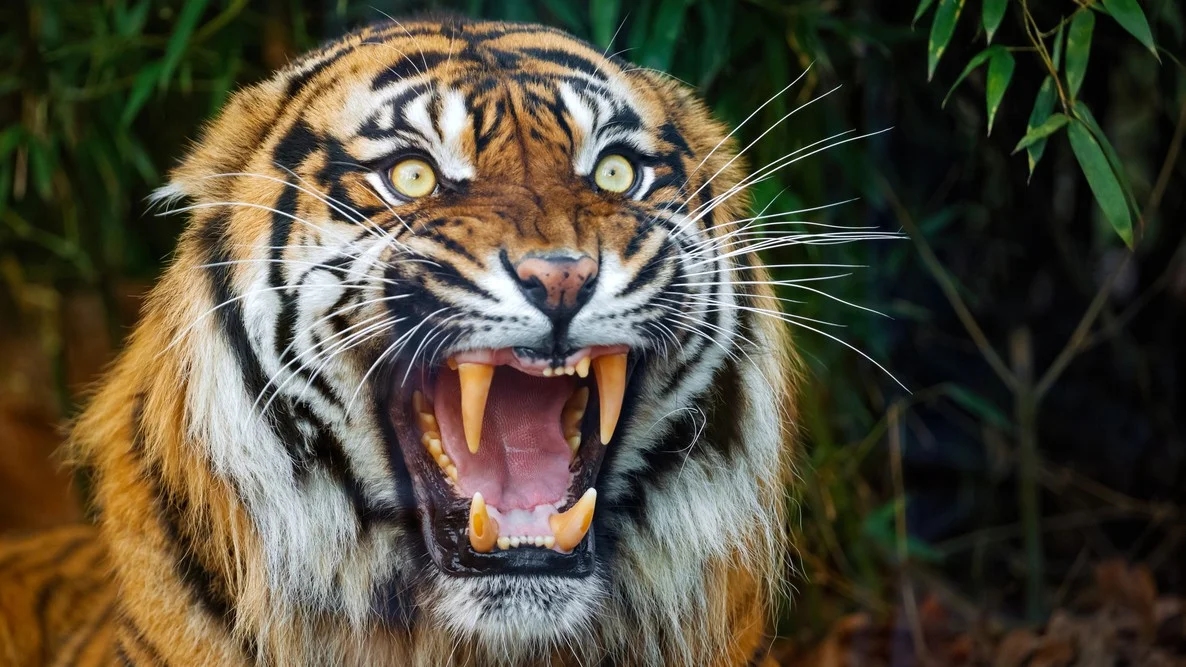 Shepherdess killed in tiger attack near Bandipur reserve - News Karnataka