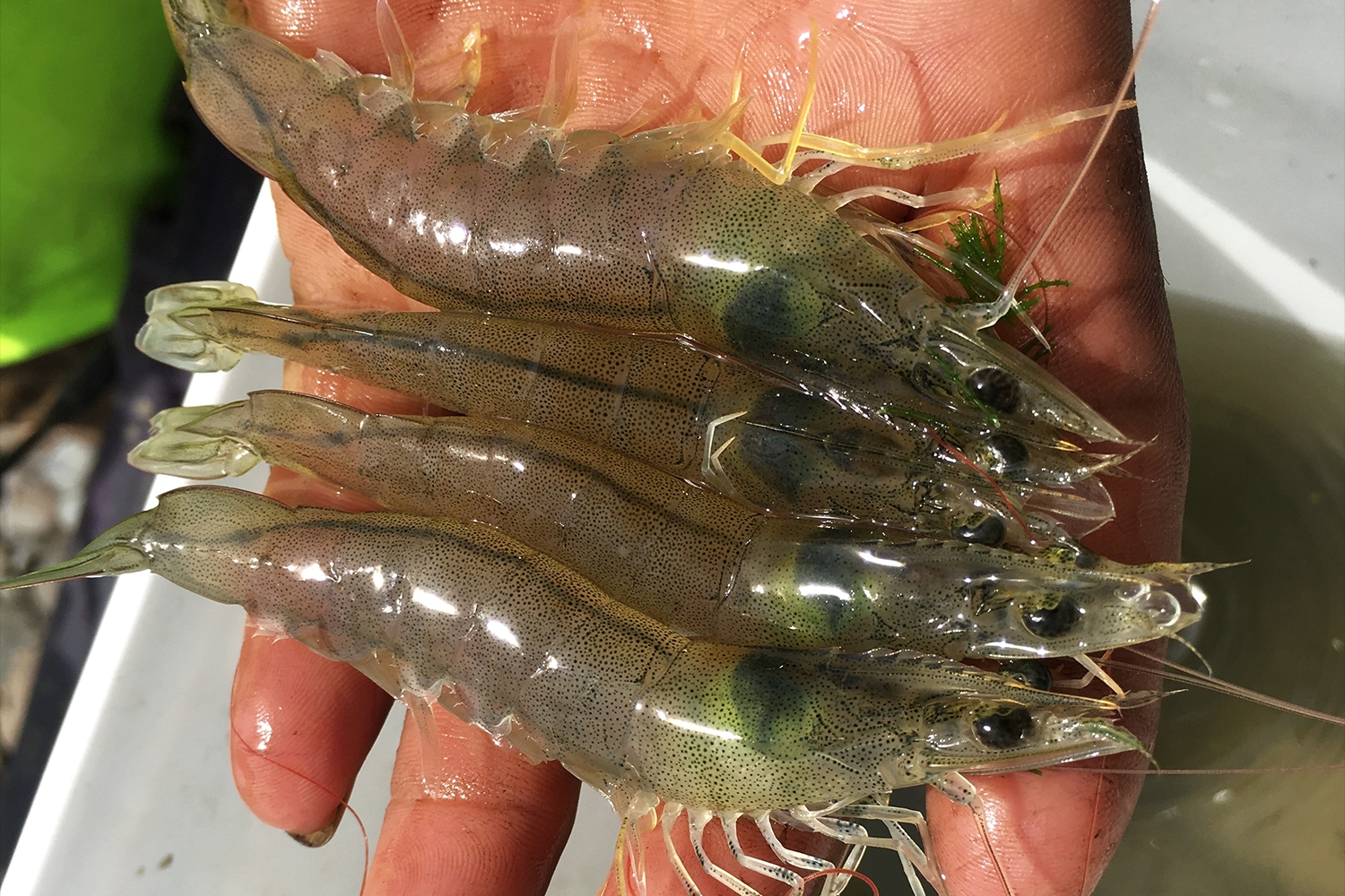 Shrimp farms invade and threaten wetlands and livelihoods, says report - News Karnataka