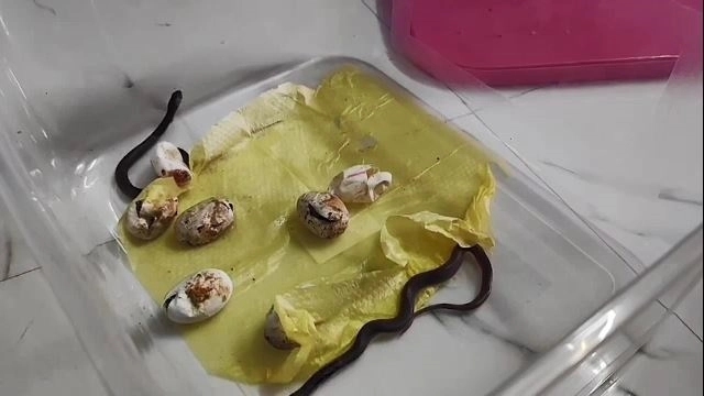 Snake rescuer hatches python eggs at home, hands over 10 hatchlings to Forest Dept - News Karnataka