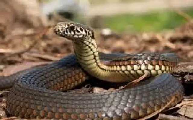 Snakebite Surge in Karnataka: Deaths Double Amid Rain, Urban Push - News Karnataka