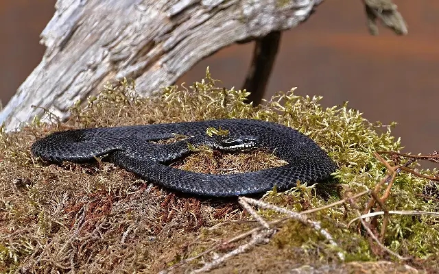 Over 1,000 Snakebite Cases in 17 Months: Mysuru on Alert Amid Monsoon Surge - News Karnataka