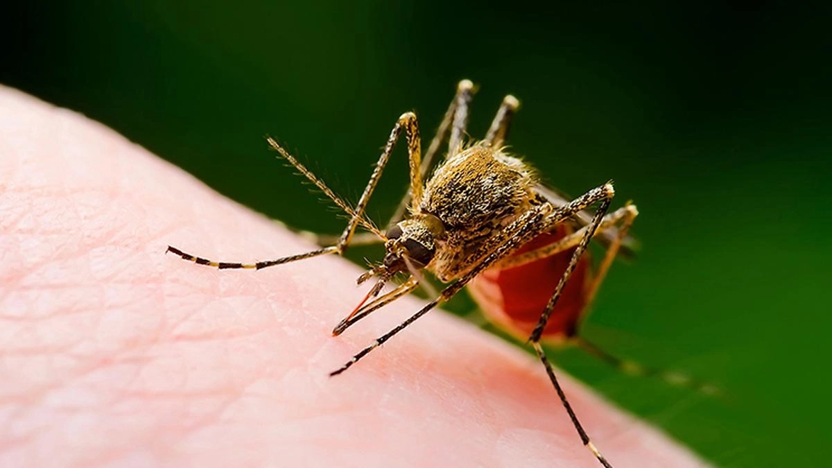 Spike in dengue cases highlights Ernakulam’s failure in mosquito source control - News Karnataka