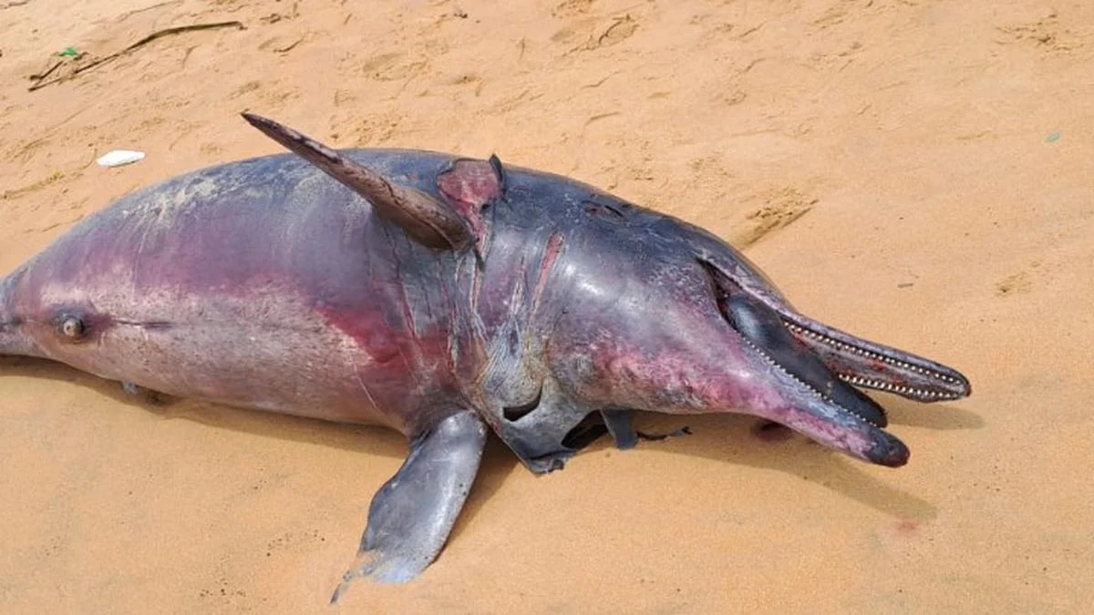 Spike in dolphin and whale deaths on coast raises alarm amid shipwreck fears - News Karnataka