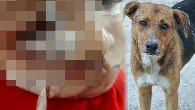 Stray dog terrorizes Kannur, bites 56 people in 8-hour rampage before death - News Karnataka
