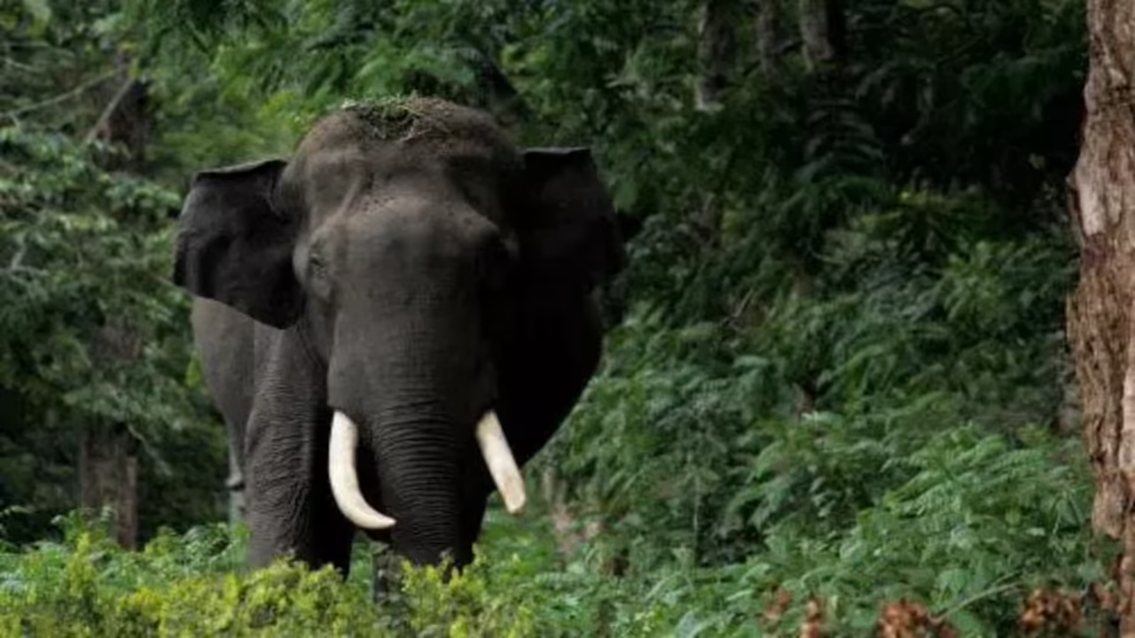 Tech to the rescue as wild elephant raids escalate in Konni - News Karnataka