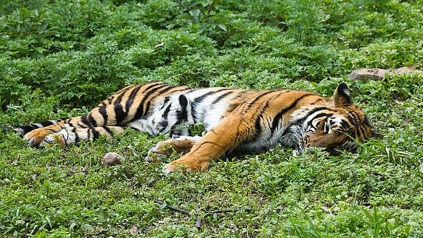 Another tiger dies in Nilgiris, second in a week - News Karnataka