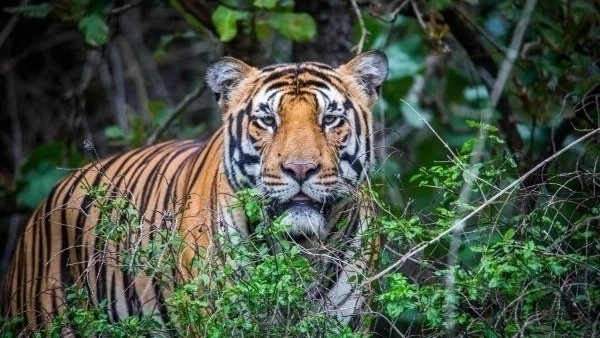 Tiger strikes twice in Chamarajanagar: One dead, one injured in BRT Reserve - News Karnataka