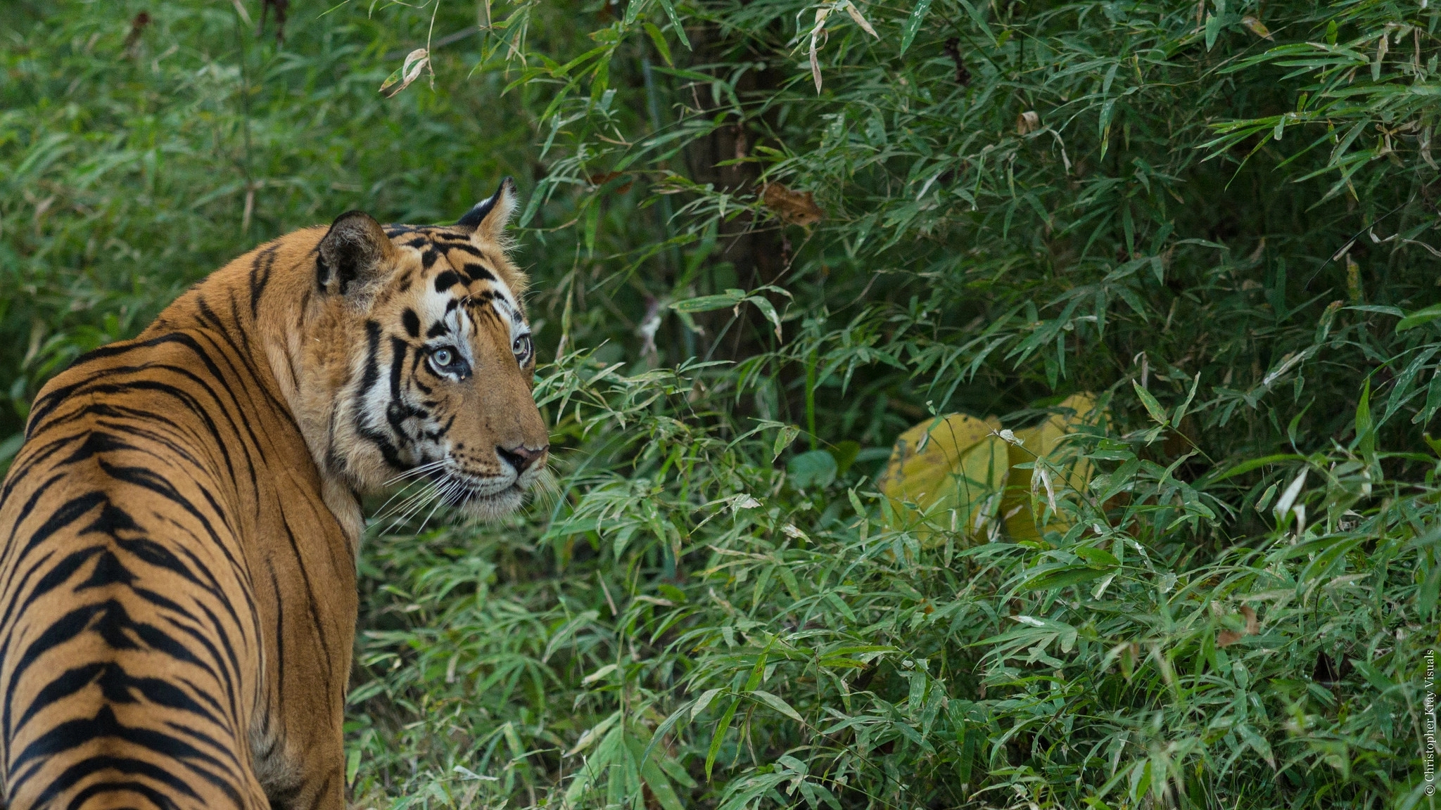 Tigers on the move as Siddharth Zoo gears up for grand relocation - News Karnataka