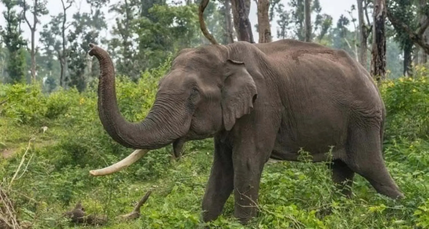 Tragedy strikes Peermade again as wild elephants attack, killing one and injuring two - News Karnataka