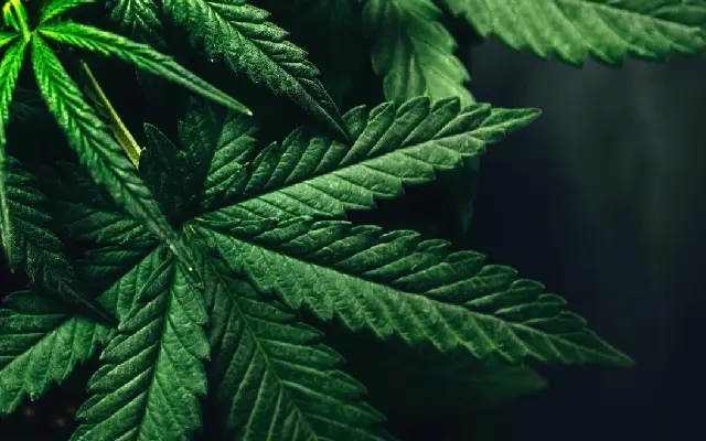 Two Arrested in Bengaluru for Possessing Ganja-Laced Gummies Worth ₹3 Lakh - News Karnataka