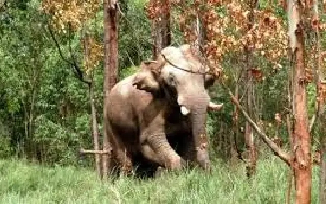 Wild Elephant Raids Coorg Shop for Mangoes and Veggies - News Karnataka