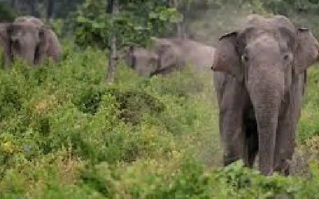 Wild Elephants Roam Freely in Kodagu Village, Causing Panic and Damage - News Karnataka
