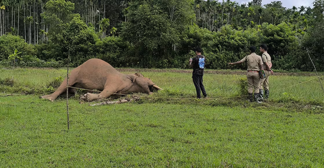 Wild elephant electrocuted near farm fence in Wayanad sanctuary - News Karnataka