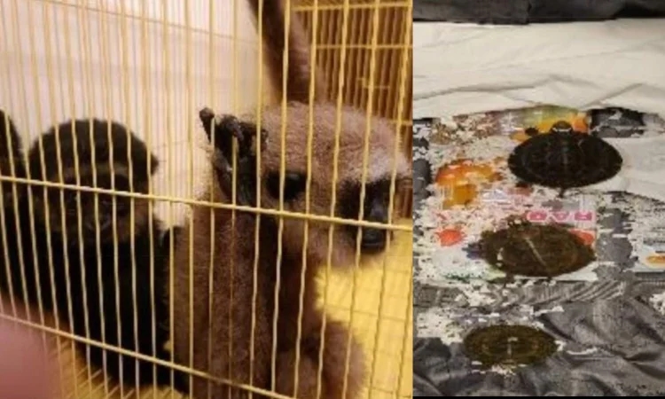 Wildlife smuggling spike: Man caught with monkeys, tortoises at Chennai airport - News Karnataka