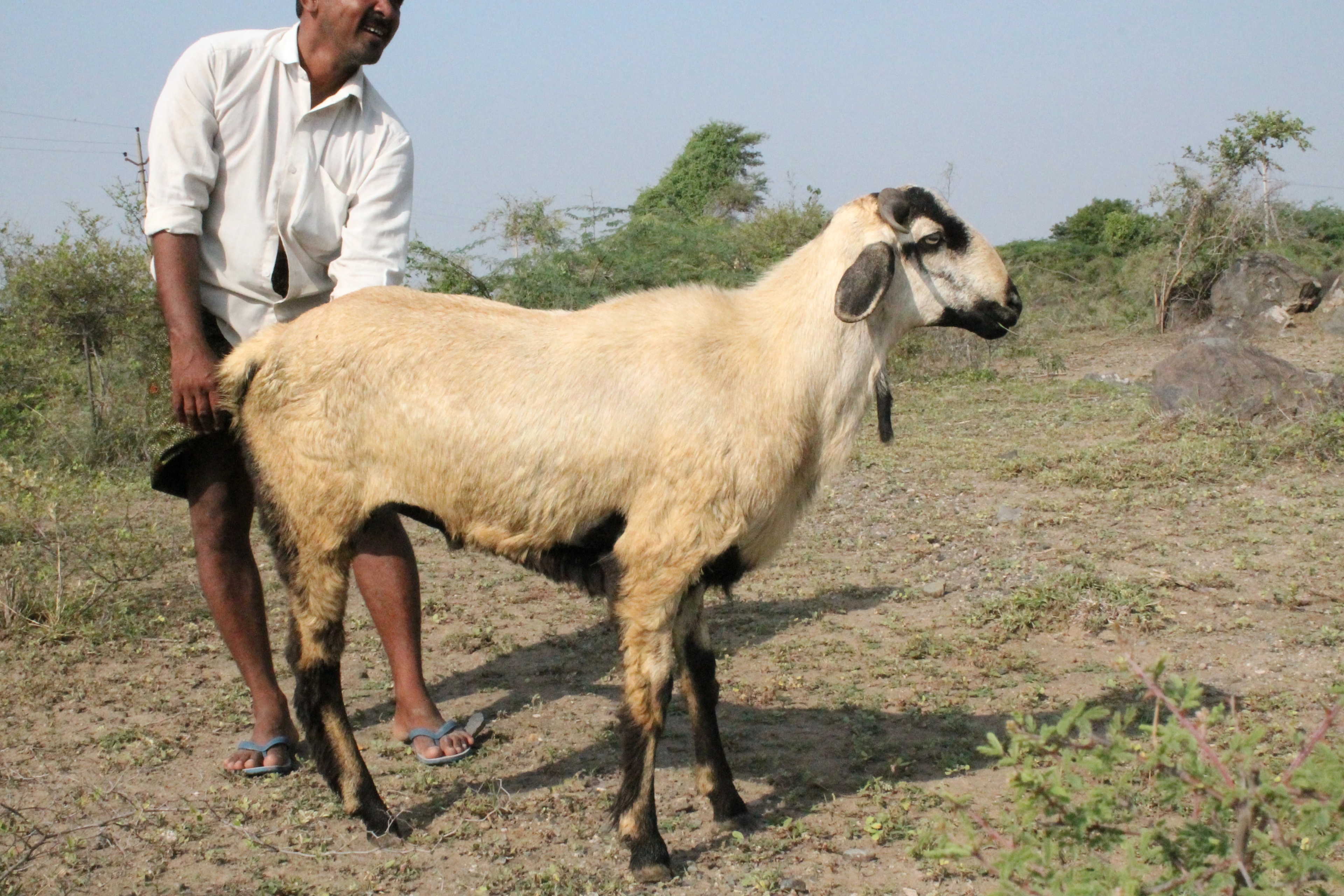 Young Mandya farmer sells prized Bandur rams for record ₹1.6 lakh - News Karnataka