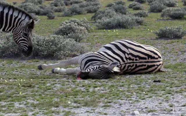 Bouncing Hope Lost: Expectant Zebra Kavya Dies in Mangaluru Zoo Mishap - News Karnataka