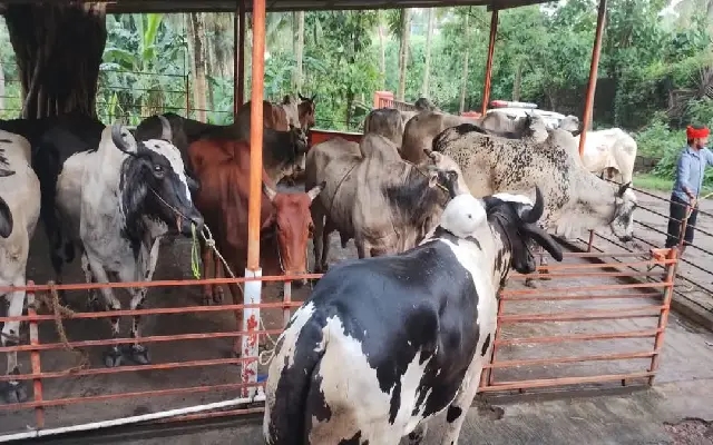 Mangaluru Police Foil Cattle Smuggling Bid, Rescue 24 Animals - News Karnataka