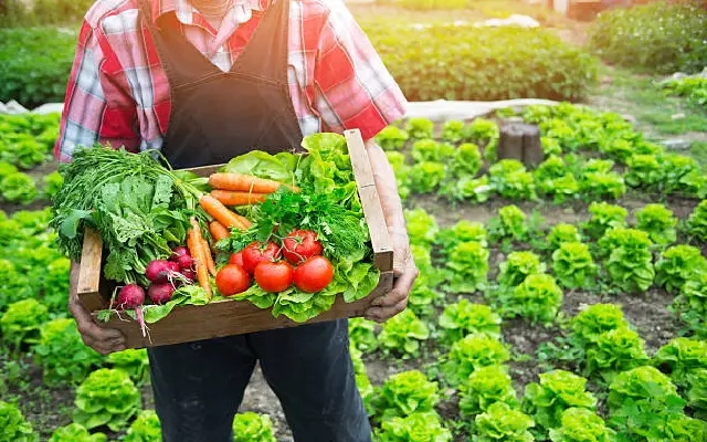 Small Plot, Big Harvest: Jayakar Shetty’s Green Haven in Kaup - News Karnataka