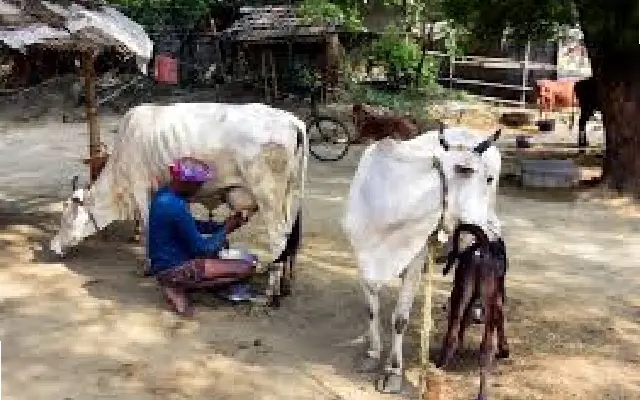 ‘Non-veg milk’ emerges as key hurdle in US-India trade talks - News Karnataka