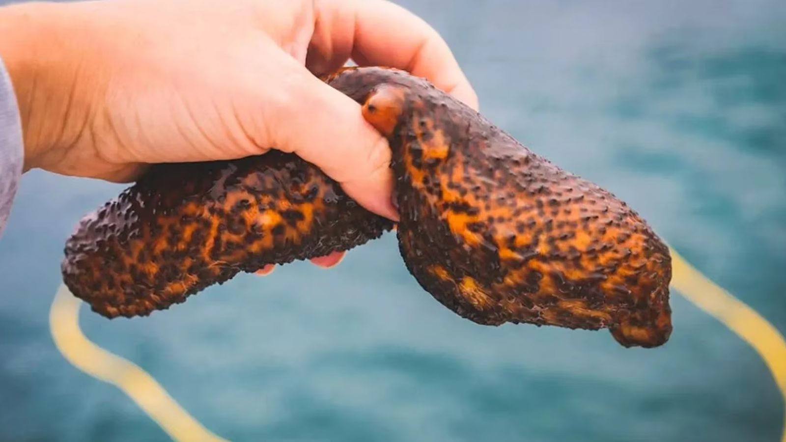 100 kg of sea cucumber seized in Nagapattinam; second haul this month - News Karnataka