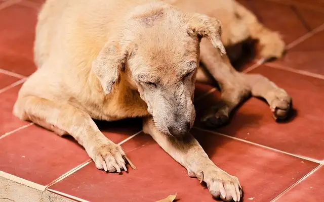 13 Orphaned Pets Find New Homes After Kerala Landslide - News Karnataka