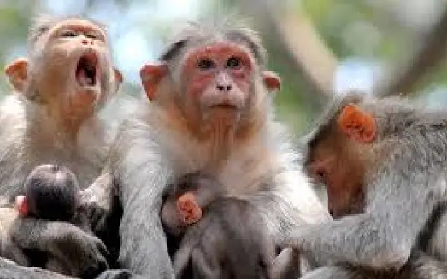 Monkey deaths near Bandipur spark outrage, poisoning suspected - News Karnataka